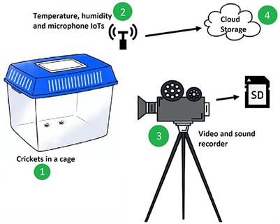 A convolutional neural network with image and numerical data to improve farming of edible crickets as a source of food—A decision support system